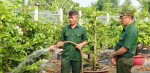 HỘI VIÊN CỰU CHIẾN BINH LÊ HỒNG THƯ - GƯƠNG MẪU TRONG PHÁT TRIỂN KINH TẾ TỪ NGHỀ TRỒNG MAI